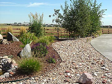 Xeriscape