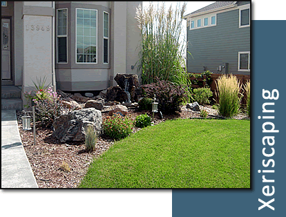 Xeriscaping